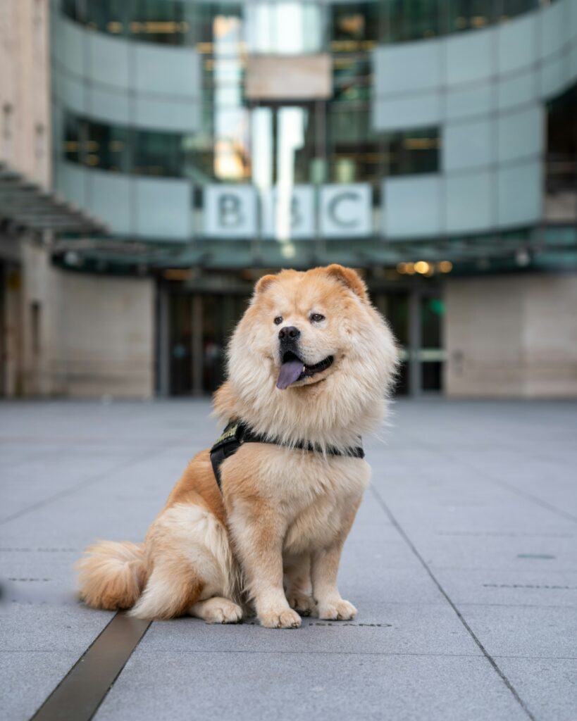 Ein süßer Hund sitzt vor dem Hauptgebäude des BBC in London